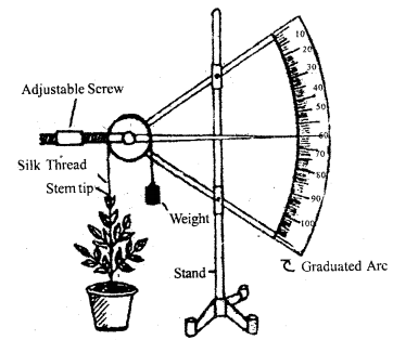 Plant Growth and Development Class 11 Important Extra Questions Biology 2