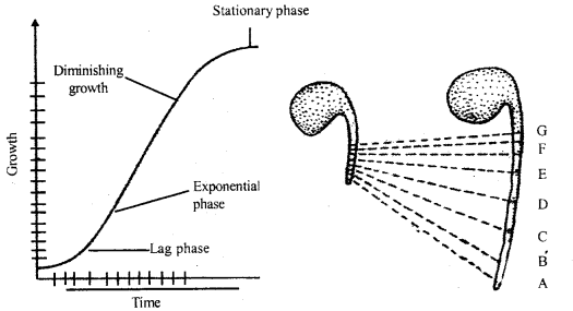 Plant Growth and Development Class 11 Important Extra Questions Biology 3