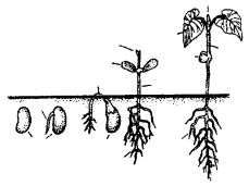 Plant Growth and Development Class 11 Important Extra Questions Biology 8