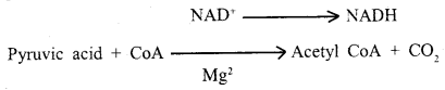 Respiration in Plants Class 11 Important Extra Questions Biology 3