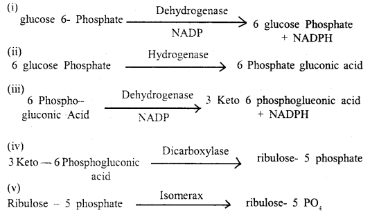 Respiration in Plants Class 11 Important Extra Questions Biology 5