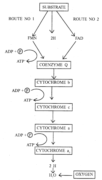 Respiration in Plants Class 11 Important Extra Questions Biology 7