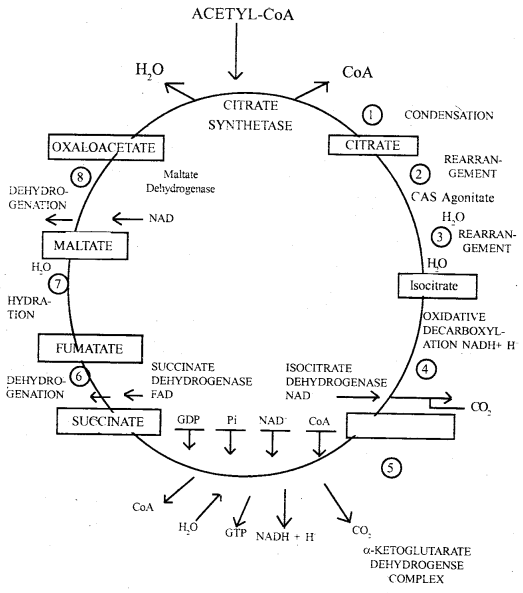 Respiration in Plants Class 11 Important Extra Questions Biology 9