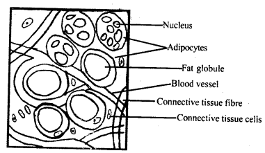 Structural Organisation in Animals Class 11 Important Extra Questions Biology 1