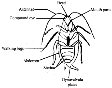 Structural Organisation in Animals Class 11 Important Extra Questions Biology 3