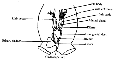 Structural Organisation in Animals Class 11 Important Extra Questions Biology 5