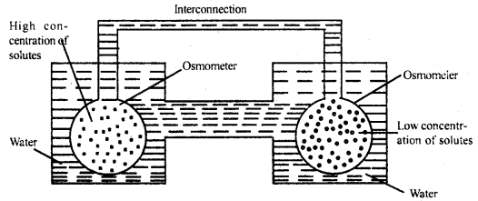 Transport in Plants Class 11 Important Extra Questions Biology 2