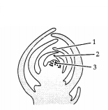 CBSE Sample Papers for Class 11 Biology Set 1 with Solutions 10