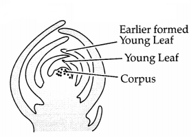 CBSE Sample Papers for Class 11 Biology Set 1 with Solutions 11