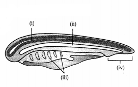 CBSE Sample Papers for Class 11 Biology Set 1 with Solutions 12