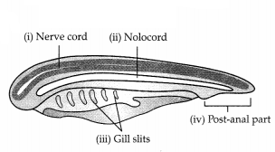 CBSE Sample Papers for Class 11 Biology Set 1 with Solutions 13