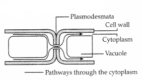 CBSE Sample Papers for Class 11 Biology Set 1 with Solutions 14