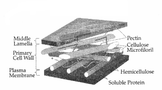 CBSE Sample Papers for Class 11 Biology Set 1 with Solutions 15