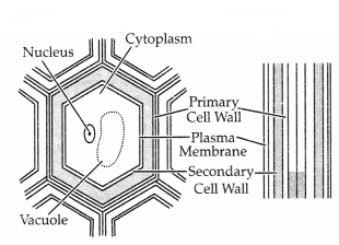 CBSE Sample Papers for Class 11 Biology Set 1 with Solutions 16