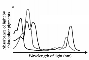 CBSE Sample Papers for Class 11 Biology Set 1 with Solutions 2