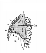 CBSE Sample Papers for Class 11 Biology Set 1 with Solutions 3