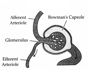 CBSE Sample Papers for Class 11 Biology Set 1 with Solutions 5