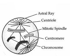 CBSE Sample Papers for Class 11 Biology Set 1 with Solutions 8