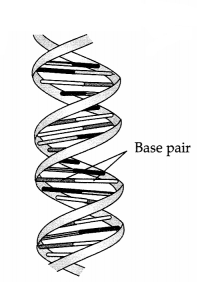 CBSE Sample Papers for Class 11 Biology Set 1 with Solutions 9