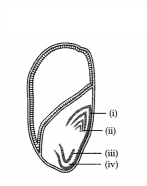 CBSE Sample Papers for Class 11 Biology Set 2 with Solutions 1