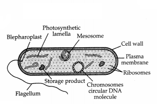 CBSE Sample Papers for Class 11 Biology Set 2 with Solutions 11