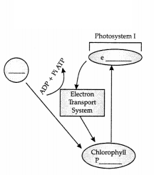 CBSE Sample Papers for Class 11 Biology Set 2 with Solutions 12