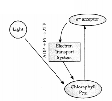 CBSE Sample Papers for Class 11 Biology Set 2 with Solutions 13