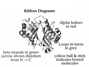 CBSE Sample Papers for Class 11 Biology Set 2 with Solutions 15