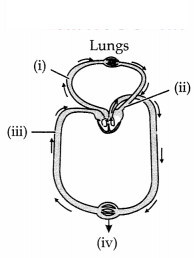 CBSE Sample Papers for Class 11 Biology Set 2 with Solutions 16