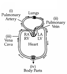 CBSE Sample Papers for Class 11 Biology Set 2 with Solutions 17