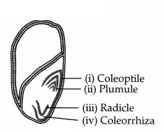 CBSE Sample Papers for Class 11 Biology Set 2 with Solutions 2