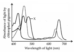 CBSE Sample Papers for Class 11 Biology Set 2 with Solutions 4