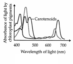 CBSE Sample Papers for Class 11 Biology Set 2 with Solutions 5