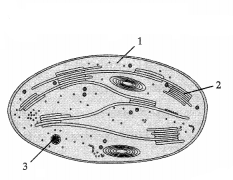 CBSE Sample Papers for Class 11 Biology Set 2 with Solutions 6