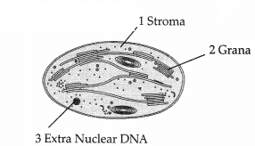 CBSE Sample Papers for Class 11 Biology Set 2 with Solutions 7