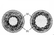 CBSE Sample Papers for Class 11 Biology Set 2 with Solutions 8