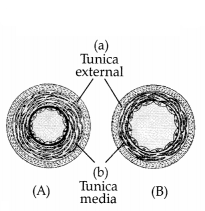 CBSE Sample Papers for Class 11 Biology Set 2 with Solutions 9