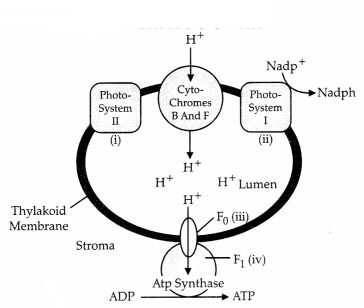 CBSE Sample Papers for Class 11 Biology Set 3 with Solutions 1