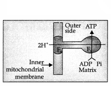 CBSE Sample Papers for Class 11 Biology Set 3 with Solutions 10