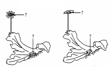 CBSE Sample Papers for Class 11 Biology Set 3 with Solutions 11