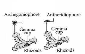 CBSE Sample Papers for Class 11 Biology Set 3 with Solutions 12