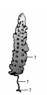 CBSE Sample Papers for Class 11 Biology Set 3 with Solutions 13