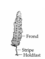 CBSE Sample Papers for Class 11 Biology Set 3 with Solutions 14