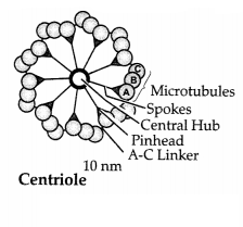 CBSE Sample Papers for Class 11 Biology Set 3 with Solutions 15