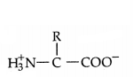 CBSE Sample Papers for Class 11 Biology Set 3 with Solutions 18