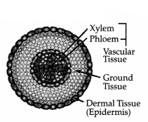 CBSE Sample Papers for Class 11 Biology Set 3 with Solutions 19