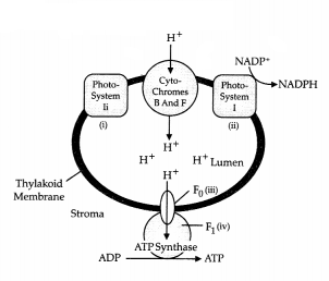 CBSE Sample Papers for Class 11 Biology Set 3 with Solutions 2