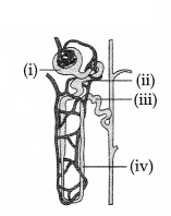 CBSE Sample Papers for Class 11 Biology Set 3 with Solutions 3