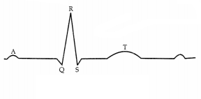 CBSE Sample Papers for Class 11 Biology Set 3 with Solutions 4