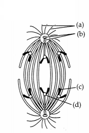 CBSE Sample Papers for Class 11 Biology Set 3 with Solutions 7